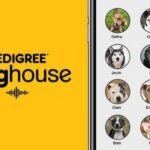 adozione animali doghouse