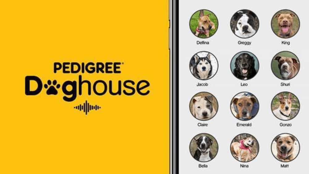 adozione animali doghouse